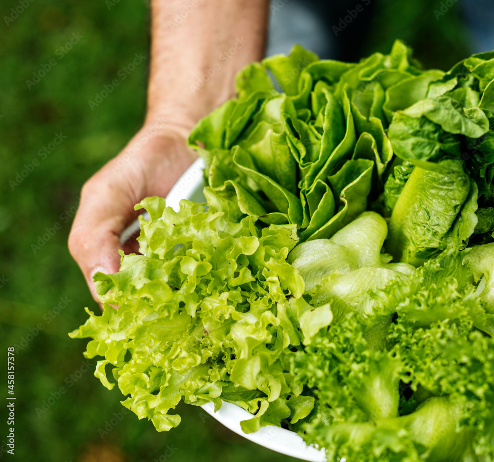 Aeroponics Revolutionizes Agriculture Aeroponics Revolutionizes Agriculture
