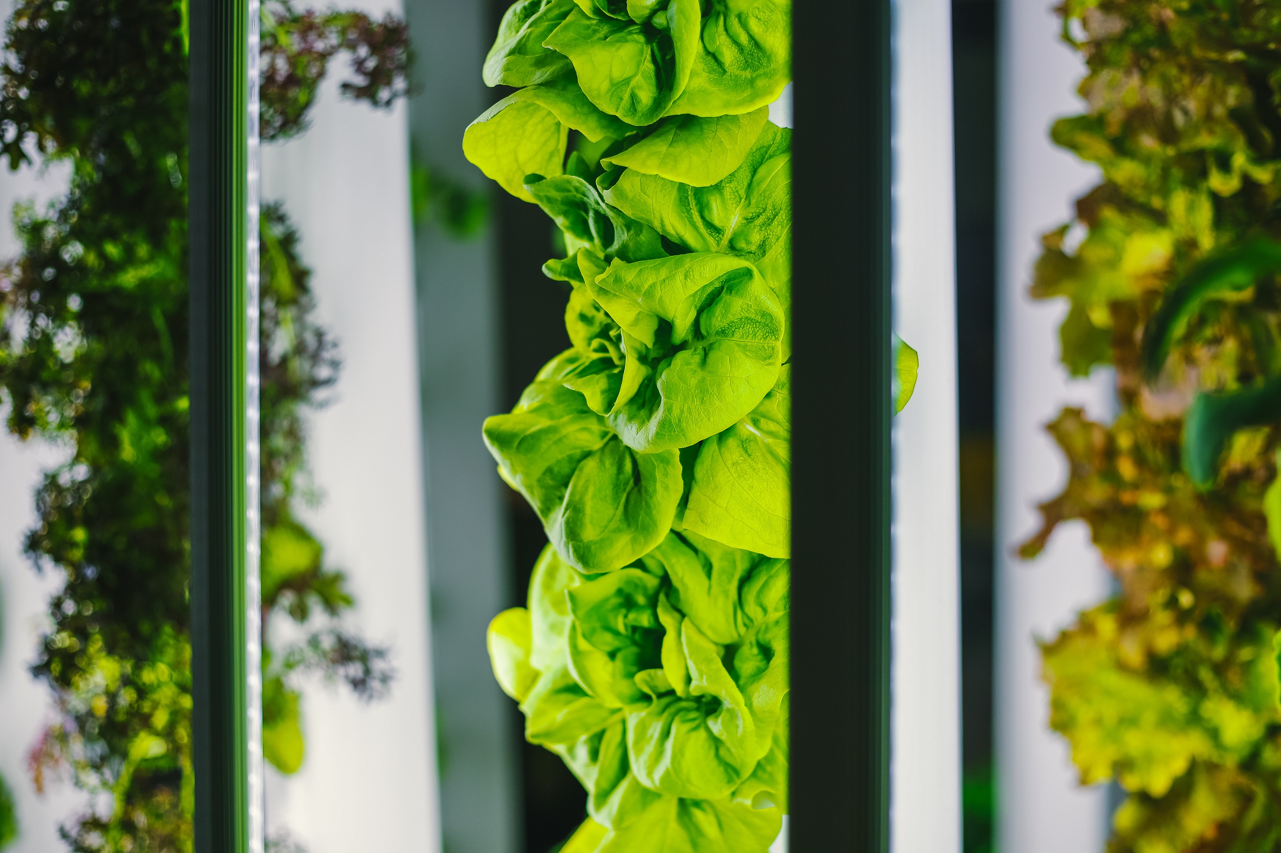 Embracing Aeroponic Farming